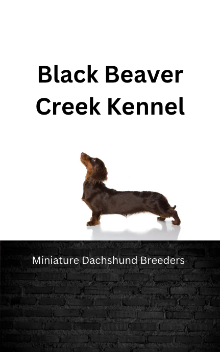 Black Beaver Creek Kennel, Miniature Dachshund Breeder Minnesota